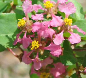 معرفی و راهنمای پرورش درختان میوه - گیلاس باربادوس